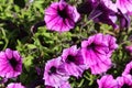 Garden petunia hybrid (Petunia Ãâ atkinsiana) in garden, blooming in spring